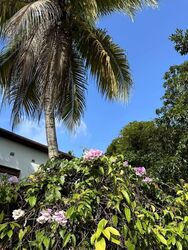 Balmoral Park (D10), Detached #537187151